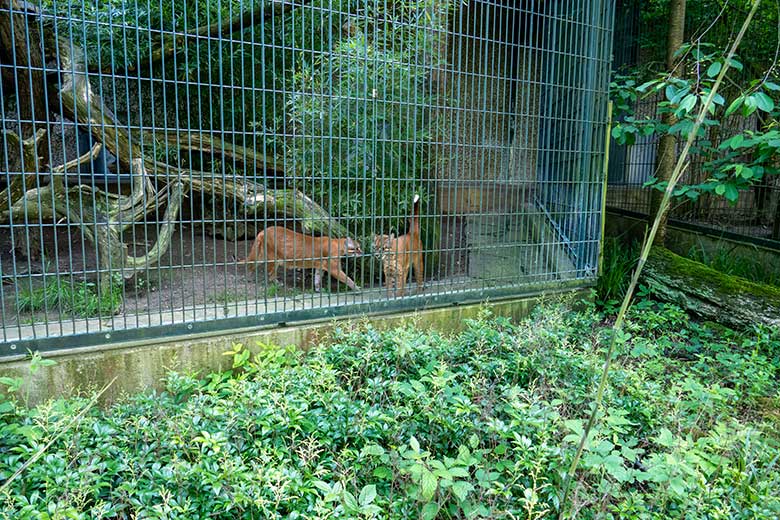 Weibliche Asiatische Goldkatzen CATBA und TILA am 12. Mai 2024 auf der Außenanlage am Großkatzen-Haus im Grünen Zoo Wuppertal
