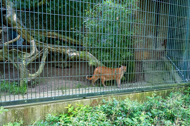Weibliche Asiatische Goldkatze am 12. Mai 2024 auf der Außenanlage am Großkatzen-Haus im Zoologischen Garten Wuppertal