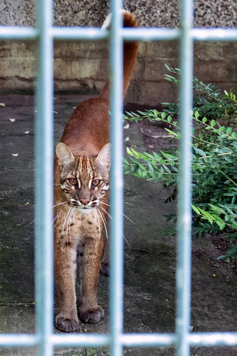 Weibliche Asiatische Goldkatze am 12. Mai 2024 auf der Außenanlage am Großkatzen-Haus im Wuppertaler Zoo