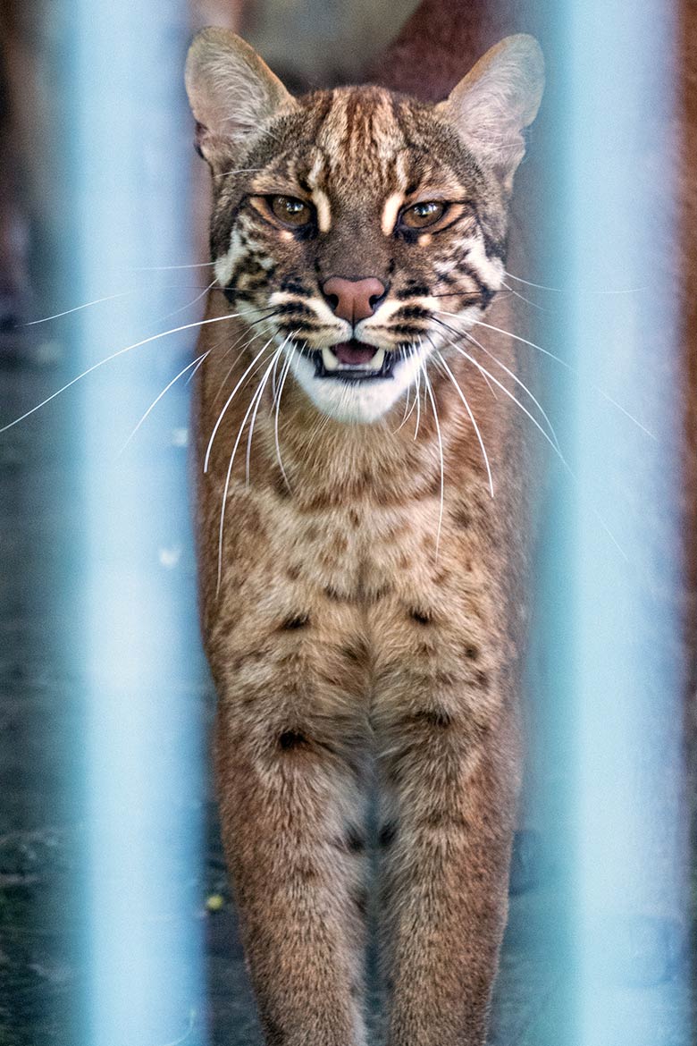 Weibliche Asiatische Goldkatze am 12. Mai 2024 auf der Außenanlage am Großkatzen-Haus im Zoologischen Garten der Stadt Wuppertal