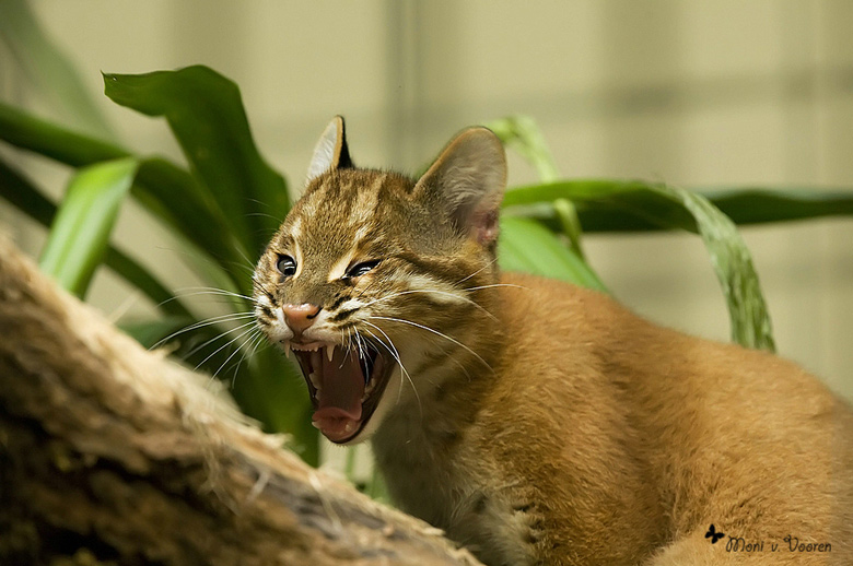 Asiatische Goldkatze im Zoo Wuppertal (Foto Moni von Vooren)