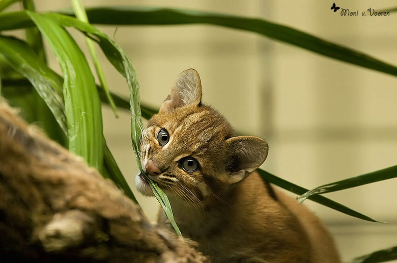 Asiatische Goldkatze im Zoologischen Garten Wuppertal (Foto Moni von Vooren)