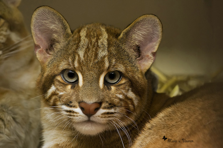 Asiatische Goldkatze im Grünen Zoo Wuppertal (Foto Moni von Vooren)