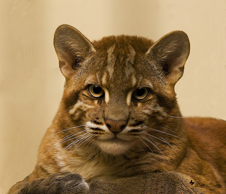 Asiatische Goldkatze im Wuppertaler Zoo (Foto Moni von Vooren)