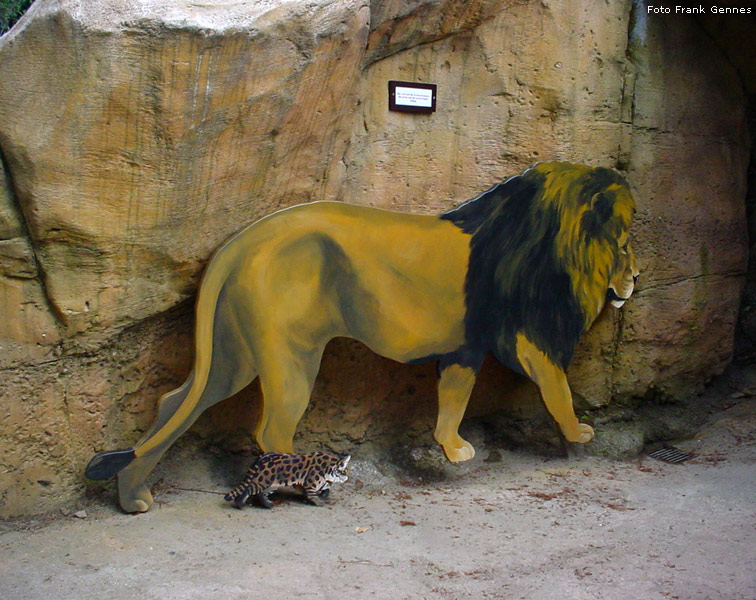 Sumatra-Tiger im Wuppertaler Zoo im Dezember 2006 (Foto Peter Emmert)