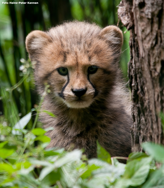 Gepard Jungtier im Wuppertaler Zoo am 23. Juli 2011 (Foto Heinz-Peter Kannen)