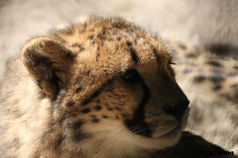 Gepard Jungtier im Zoo Wuppertal am 2. Juni 2012 (Foto UGW)