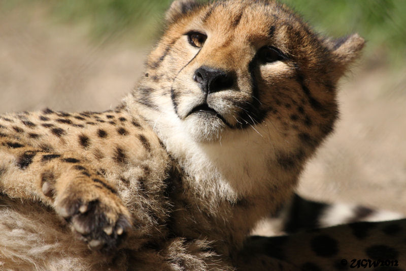 Gepard Jungtier im Zoologischen Garten Wuppertal am 2. Juni 2012 (Foto UGW)