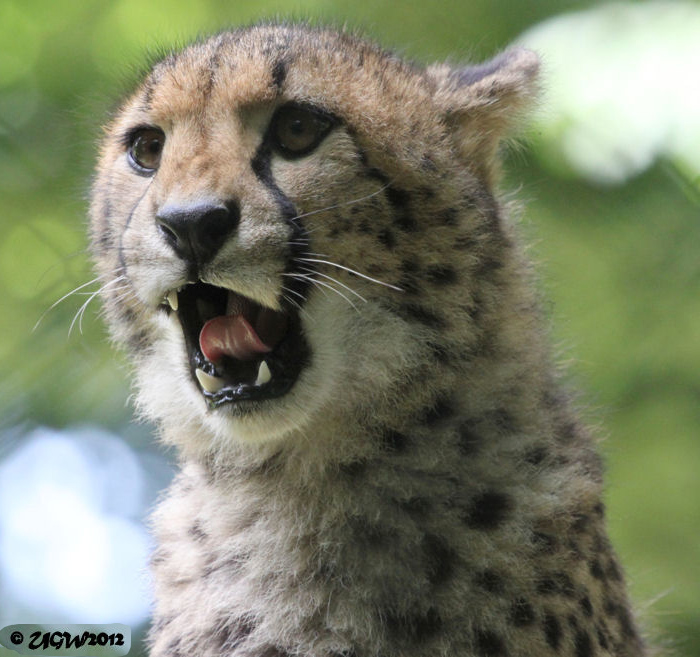 Gepard Jungtier im Wuppertaler Zoo am 28. Juni 2012 (Foto UGW)