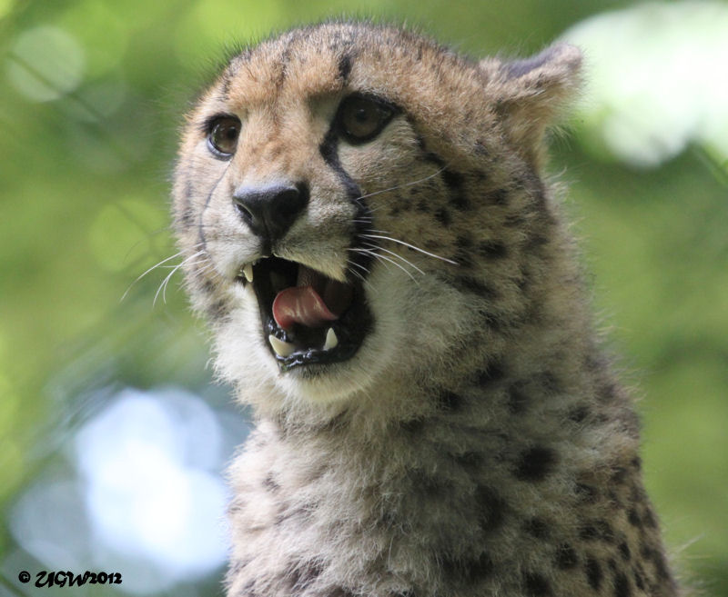 Gepard Jungtier im Zoo Wuppertal am 28. Juni 2012 (Foto UGW)