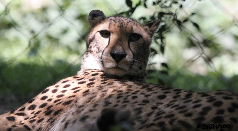 Geparden-Mutter NIYKA im Zoologischen Garten Wuppertal am 28. Juni 2012 (Foto UGW)