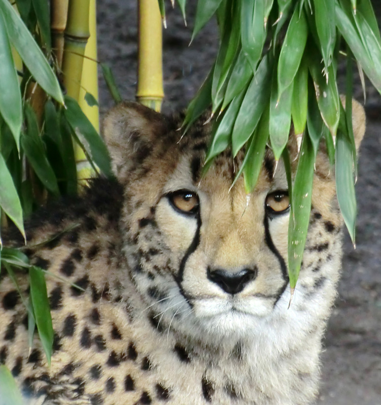 Gepard im Zoo Wuppertal im Februar 2013