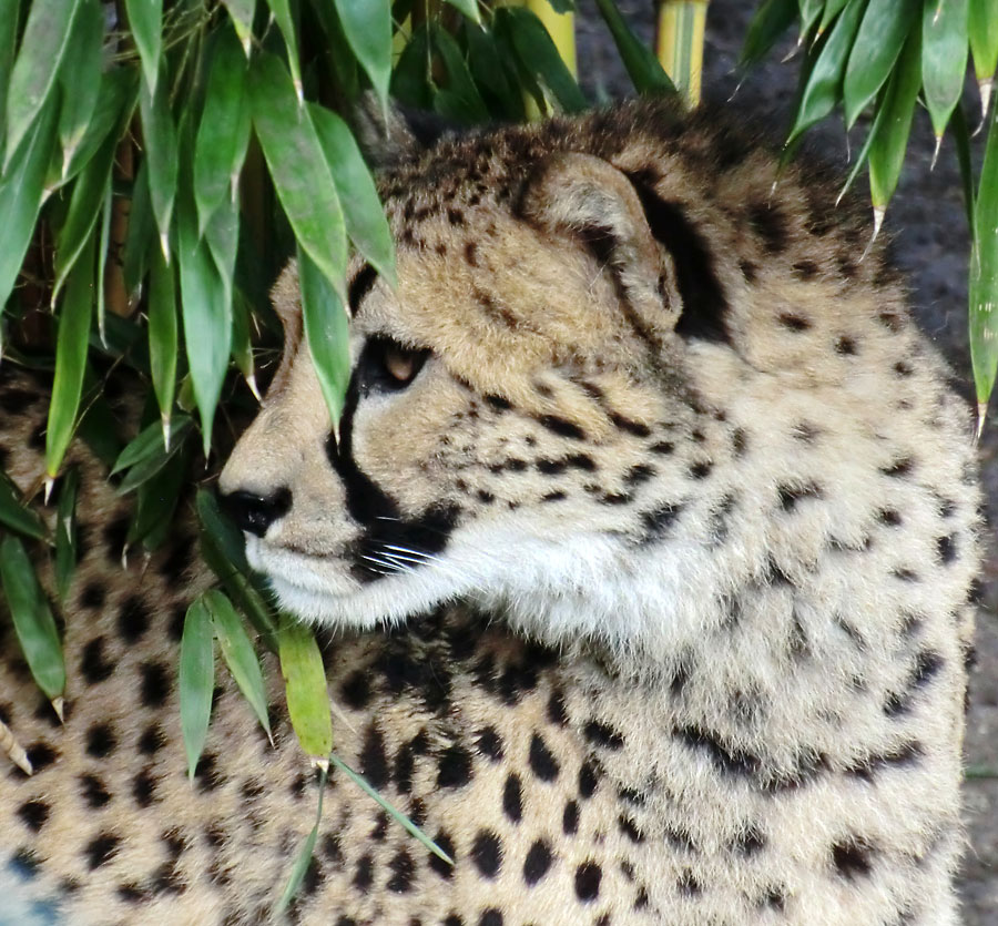 Gepard im Wuppertaler Zoo im Februar 2013