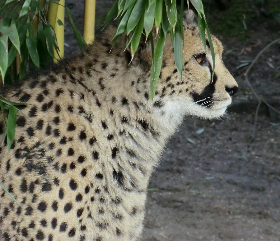 Gepard im Zoologischen Garten Wuppertal im Februar 2013