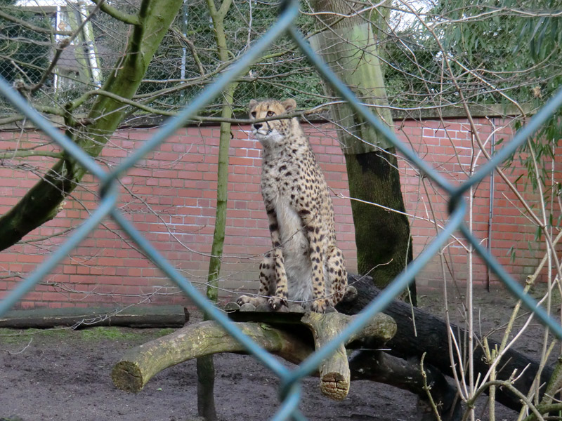 Gepard im Wuppertaler Zoo im Februar 2013