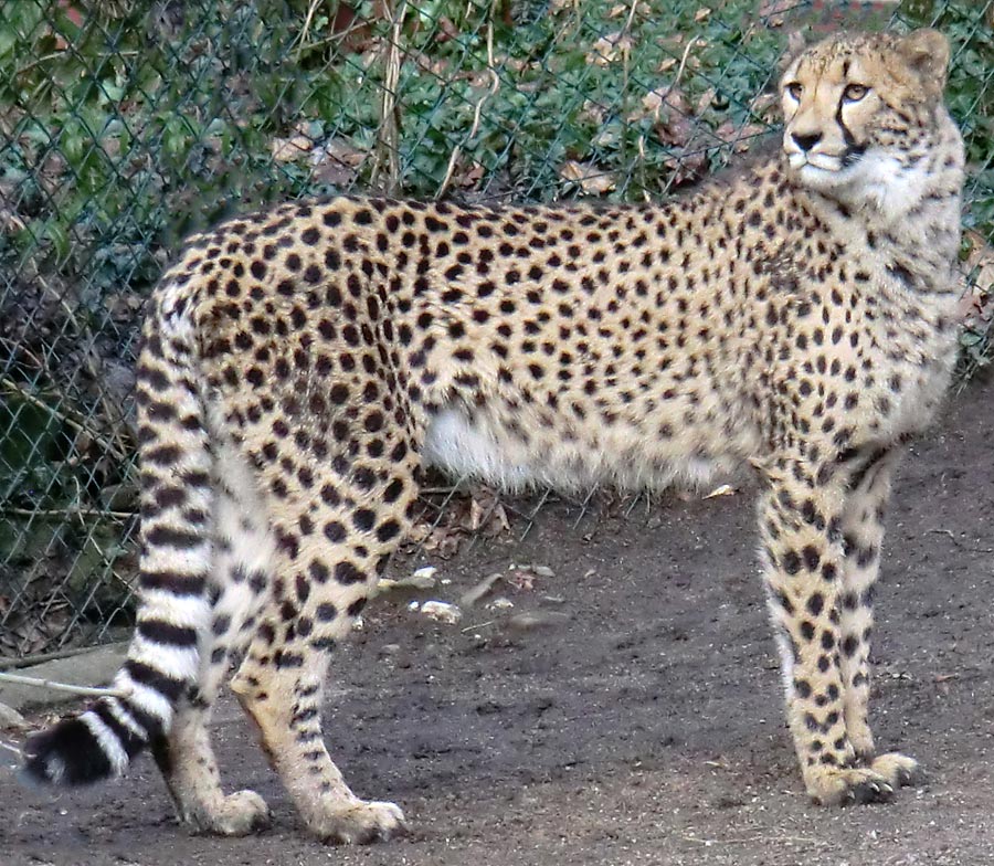 Gepard im Zoo Wuppertal im Februar 2013