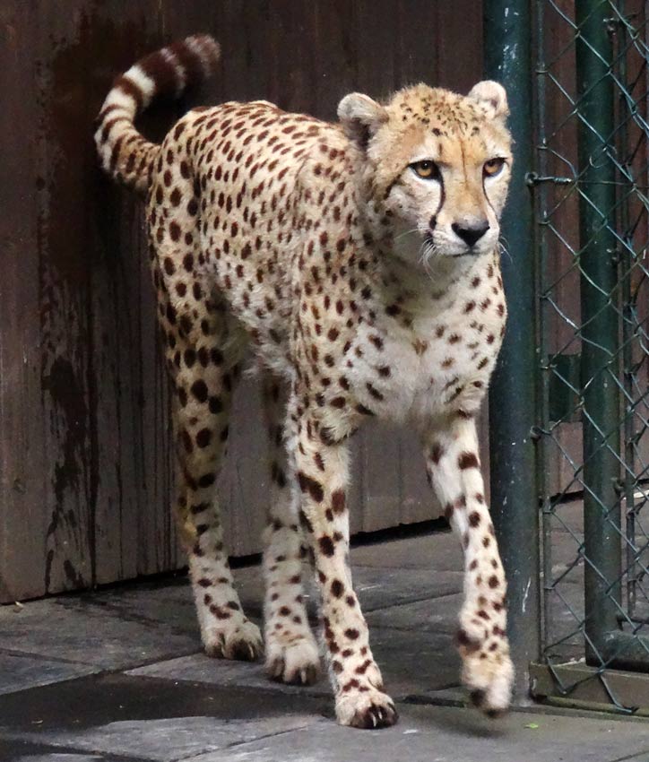 Gepard im Grünen Zoo Wuppertal im Mai 2015