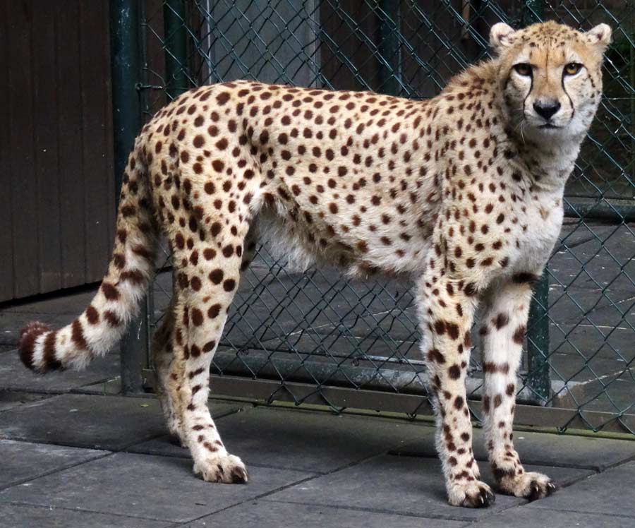 Gepard im Wuppertaler Zoo im Mai 2015