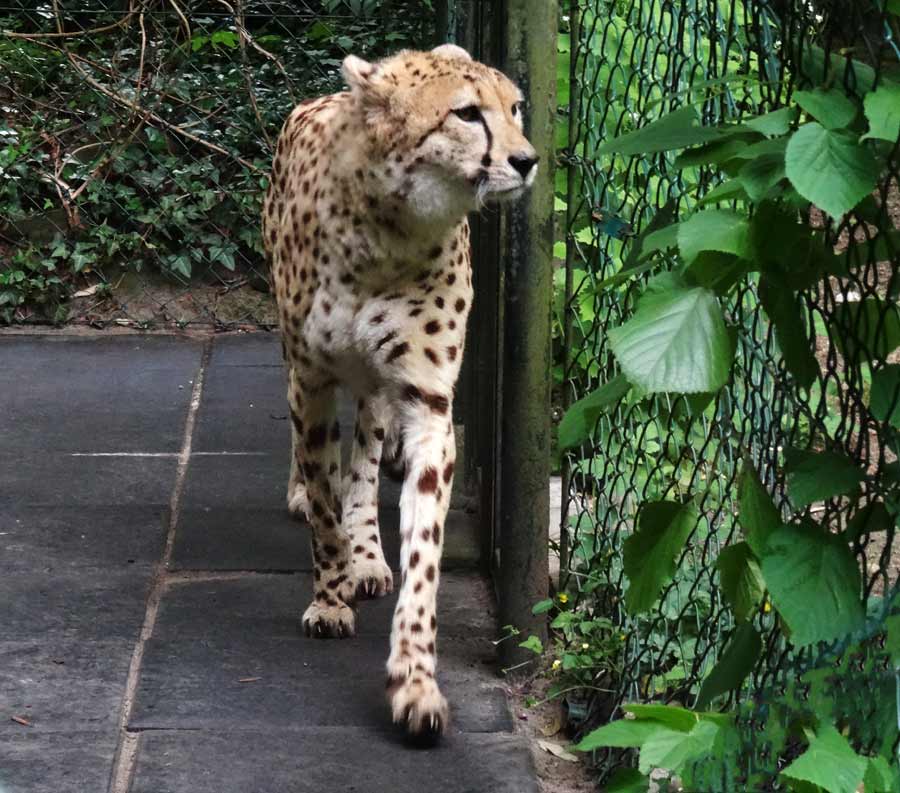 Gepard im Zoo Wuppertal im Mai 2015