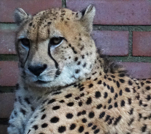 Ältere Gepardin im Zoologischen Garten der Stadt Wuppertal