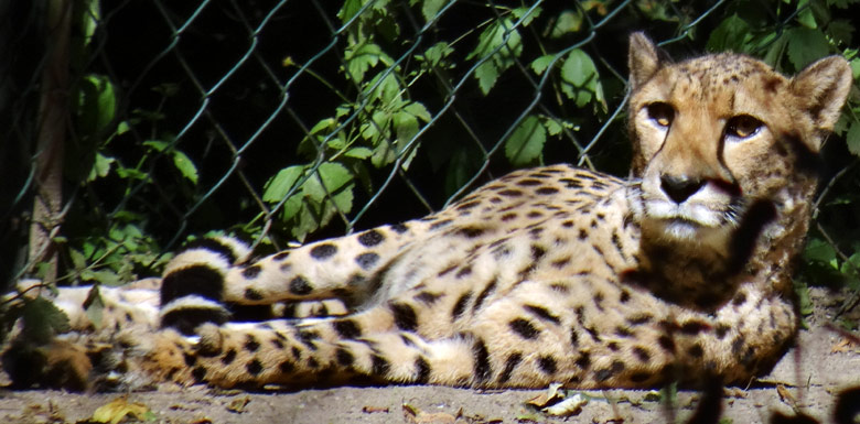 Gepardin am 28. August 2016 im Zoologischen Garten der Stadt Wuppertal