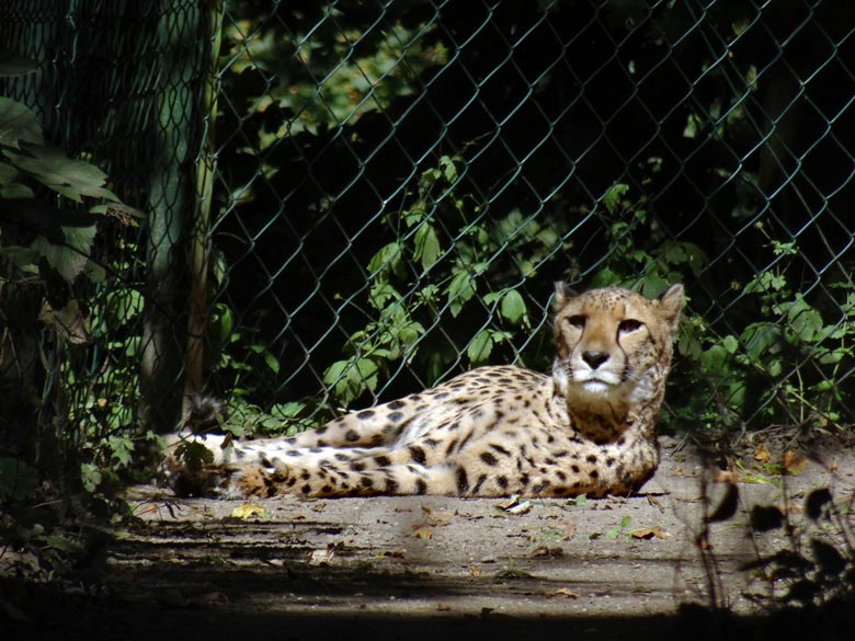 Gepardin am 28. August 2016 im Grünen Zoo Wuppertal