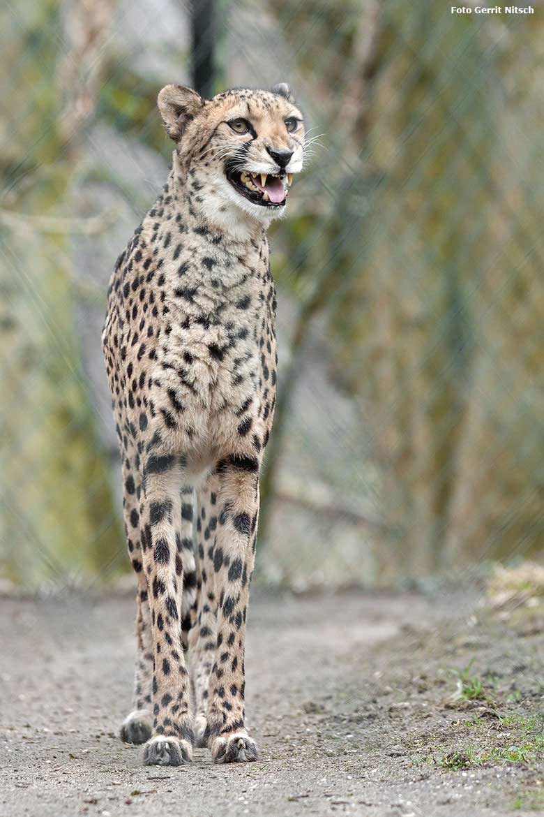 Gepard am 3. April 2018 auf der Außenanlage im Zoologischen Garten der Stadt Wuppertal (Foto Gerrit Nitsch)