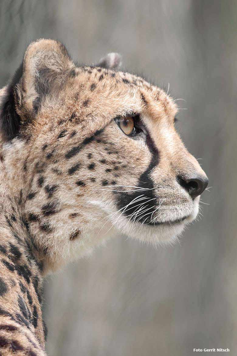 Gepard am 3. April 2018 auf der Außenanlage im Zoologischen Garten Wuppertal (Foto Gerrit Nitsch)