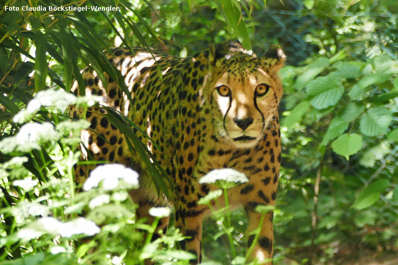 Gepard am 19. Mai 2018 auf der Außenanlage im Grünen Zoo Wuppertal (Foto Claudia Böckstiegel-Wengler)