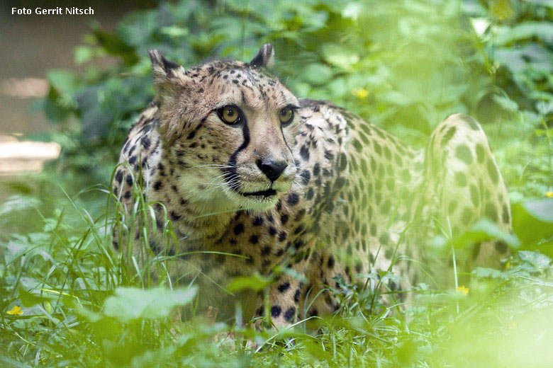 Gepardin NYIKA am 21. Mai 2018 auf der Außenanlage im Grünen Zoo Wuppertal (Foto Gerrit Nitsch)