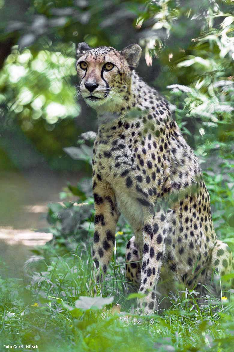 Gepardin NYIKA am 21. Mai 2018 auf der Außenanlage im Zoologischen Garten Wuppertal (Foto Gerrit Nitsch)