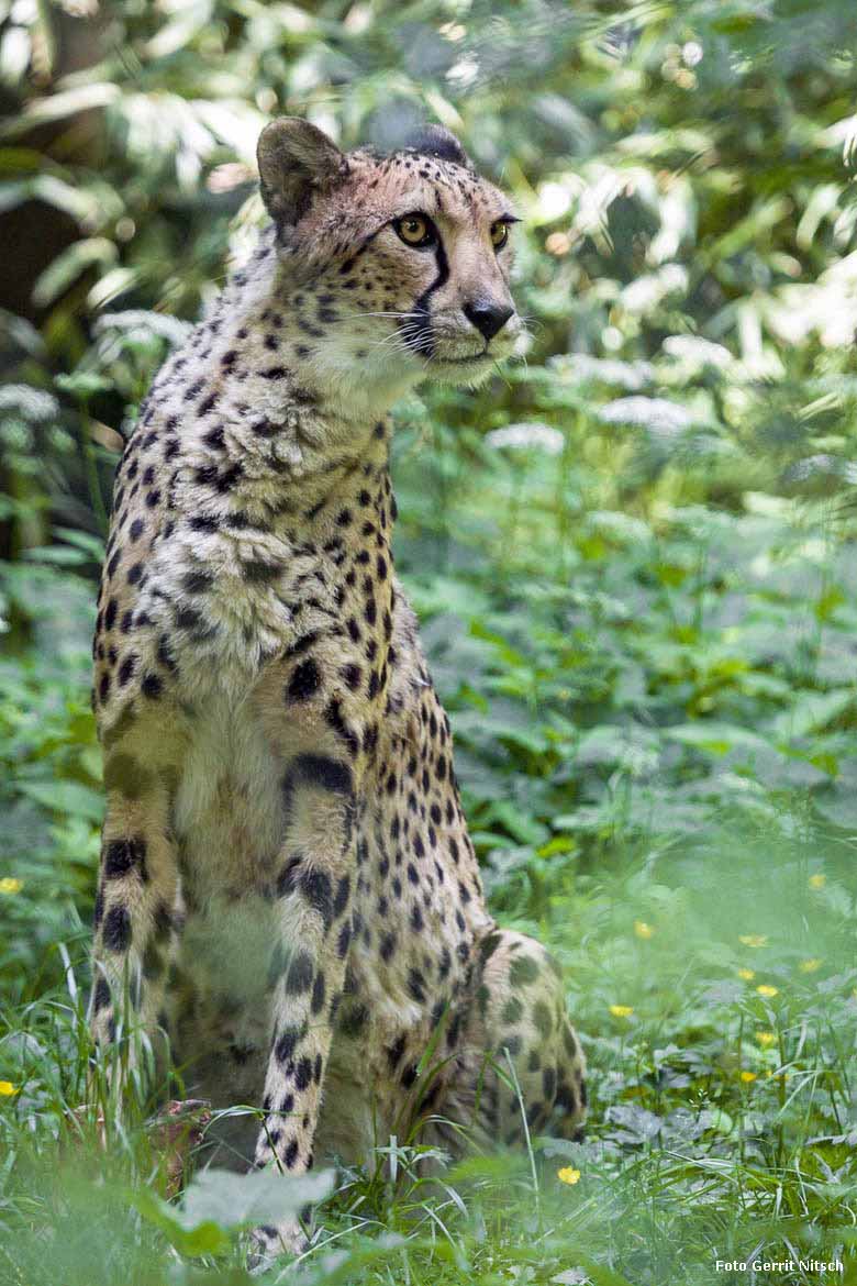 Gepardin NYIKA am 21. Mai 2018 auf der Außenanlage im Zoo Wuppertal (Foto Gerrit Nitsch)