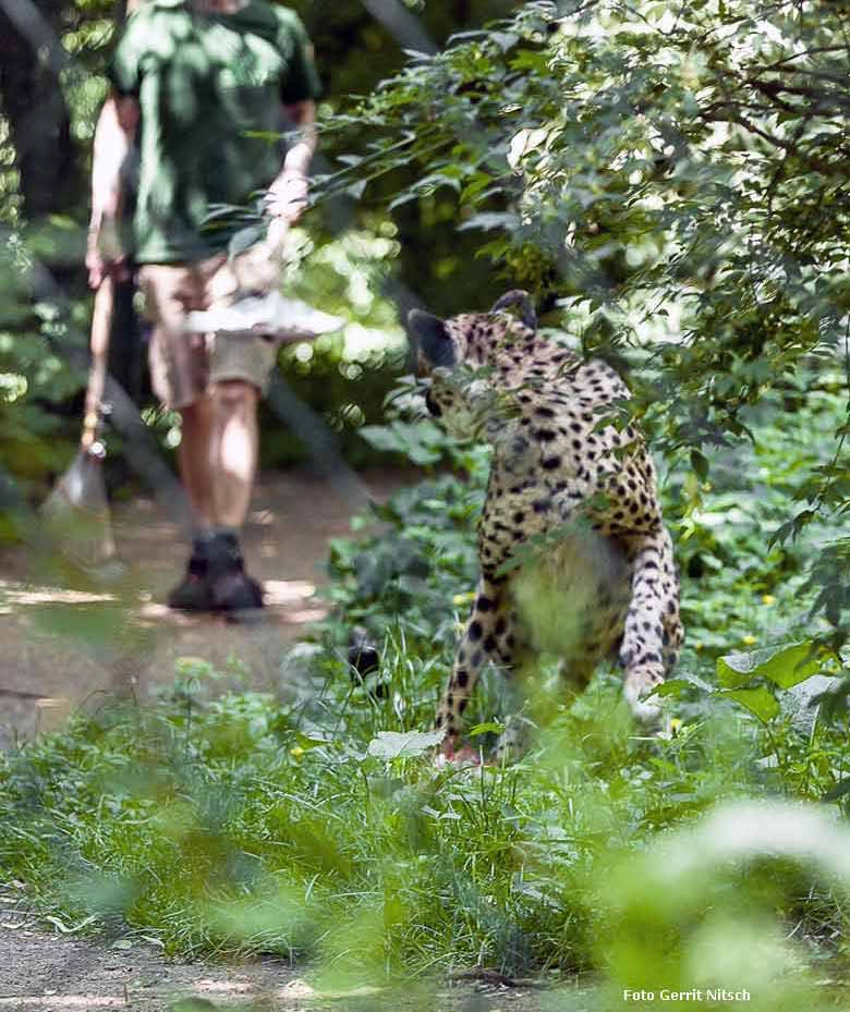 Gepardin NYIKA am 21. Mai 2018 auf der Außenanlage im Wuppertaler Zoo (Foto Gerrit Nitsch)