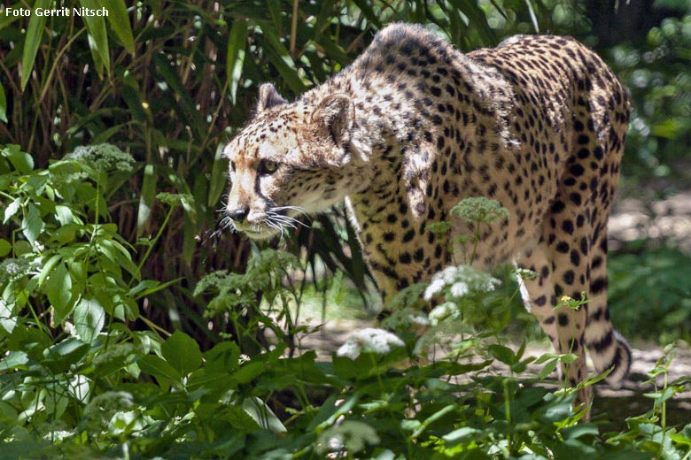 Gepardin NYIKA am 21. Mai 2018 auf der Außenanlage im Grünen Zoo Wuppertal (Foto Gerrit Nitsch)