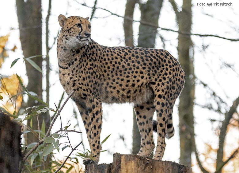 Gepardin am 13. Dezember 2018 auf der Außenanlage im Grünen Zoo Wuppertal (Foto Gerrit Nitsch)