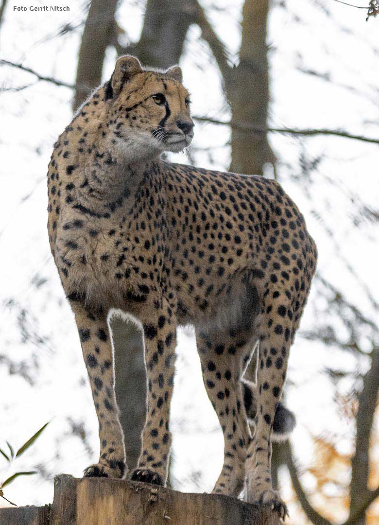 Weiblicher Gepard am 13. Dezember 2018 auf der Außenanlage im Wuppertaler Zoo (Foto Gerrit Nitsch)