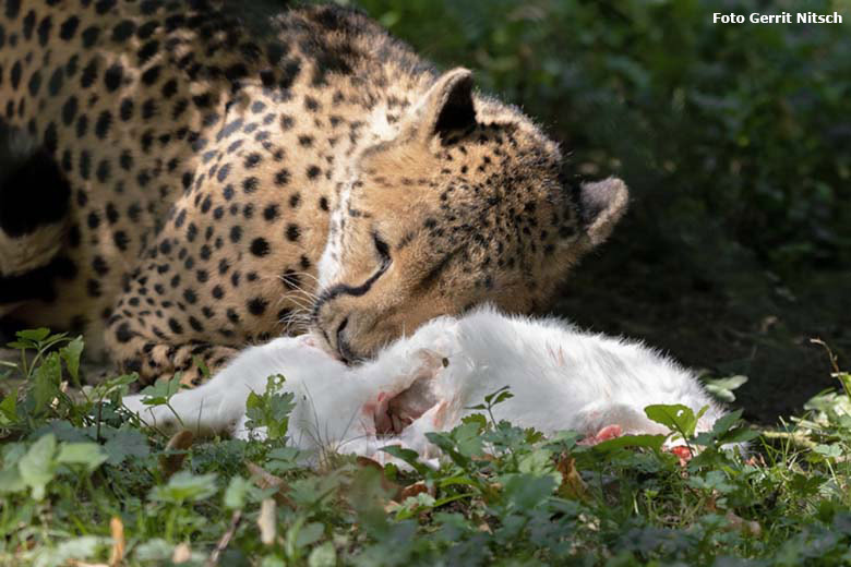 Gepardin mit Futterkaninchen am 2. September 2019 auf der Außenanlage im Grünen Zoo Wuppertal (Foto Gerrit Nitsch)