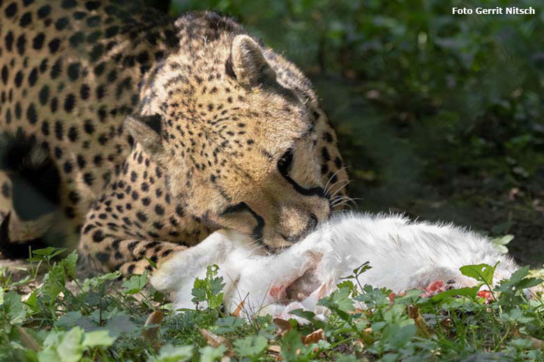 Gepardin mit Futterkaninchen am 2. September 2019 auf der Außenanlage im Zoo Wuppertal (Foto Gerrit Nitsch)