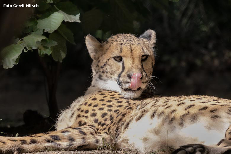 Gepardin am 2. September 2019 auf der Außenanlage im Zoologischen Garten Wuppertal (Foto Gerrit Nitsch)