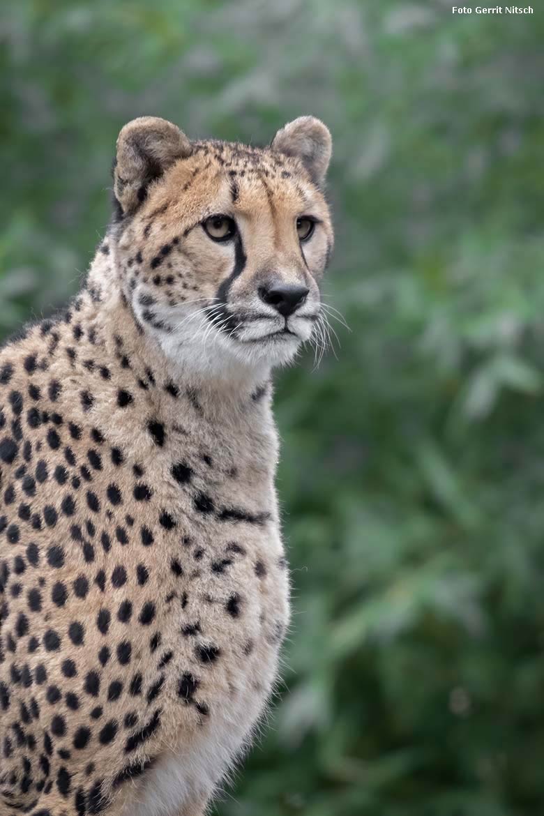 Gepardin am 6. Januar 2020 auf der Außenanlage im Grünen Zoo Wuppertal (Foto Gerrit Nitsch)