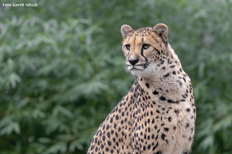 Gepardin am 6. Januar 2020 auf der Außenanlage im Zoologischen Garten Wuppertal (Foto Gerrit Nitsch)