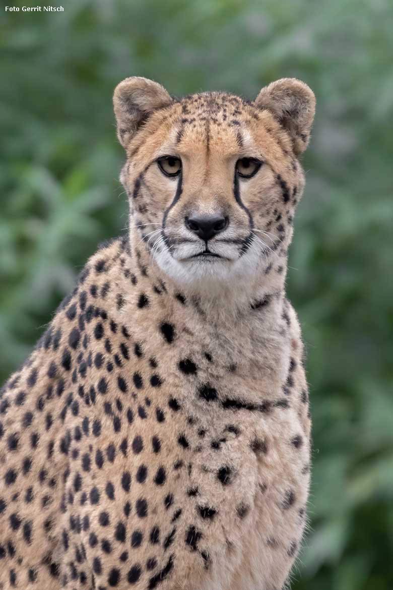 Gepardin am 6. Januar 2020 auf der Außenanlage im Wuppertaler Zoo (Foto Gerrit Nitsch)