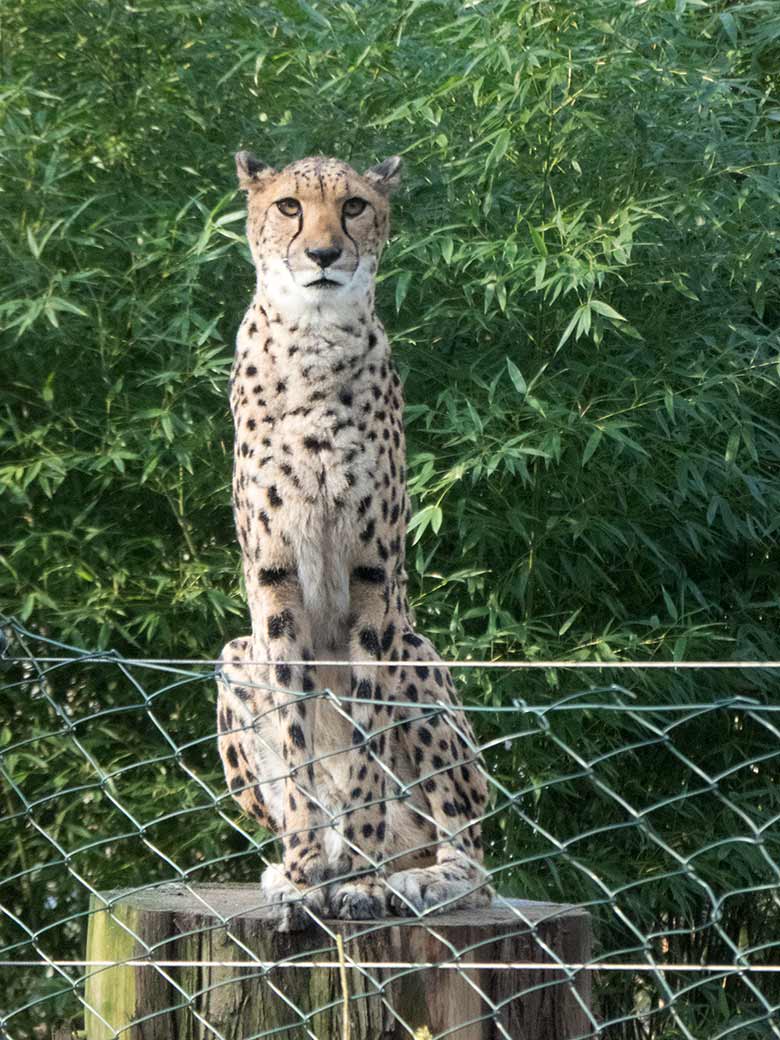 Gepard-Weibchen am 26. Januar 2020 auf der Außenanlage im Wuppertaler Zoo