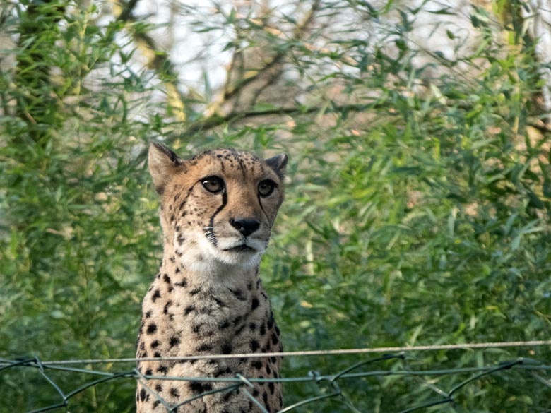 Geparden-Weibchen am 26. Januar 2020 auf der Außenanlage im Zoologischen Garten Wuppertal