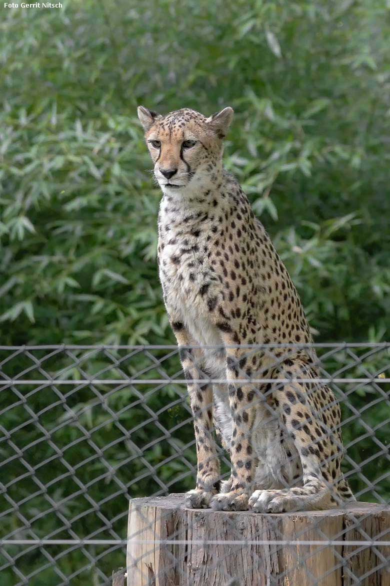 Gepardin am 18. Mai 2020 auf der Außenanlage im Zoologischen Garten Wuppertal (Foto Gerrit Nitsch)