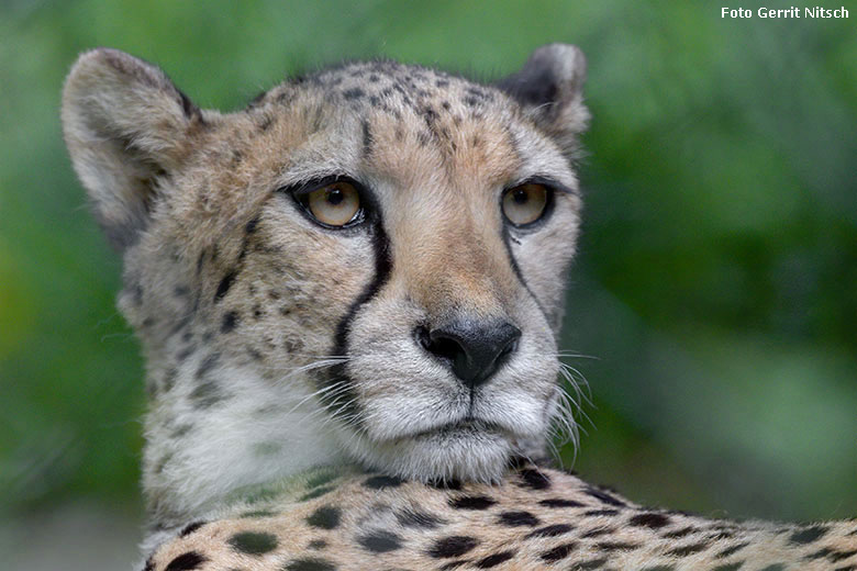 Gepardin am 18. Mai 2020 auf der Außenanlage im Wuppertaler Zoo (Foto Gerrit Nitsch)