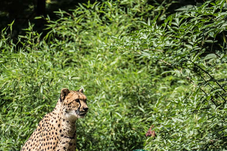 Gepardin am 17. August 2020 auf der Außenanlage im Grünen Zoo Wuppertal