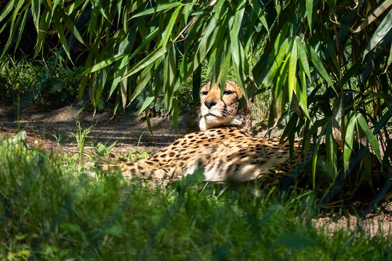 Südafrikanische Gepardin beim Sonnenbad am 7. August 2021 auf der Außenanlage im Grünen Zoo Wuppertal