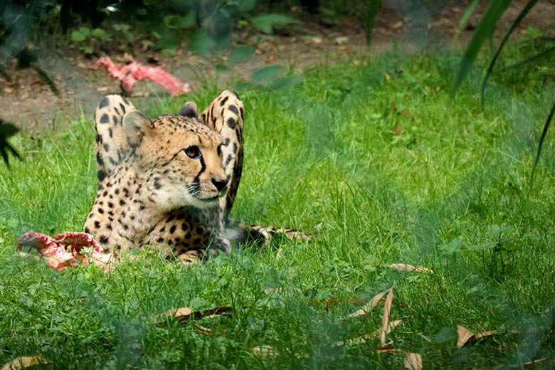 Südafrikanische Gepardin am 8. August 2021 auf der Außenanlage im Wuppertaler Zoo