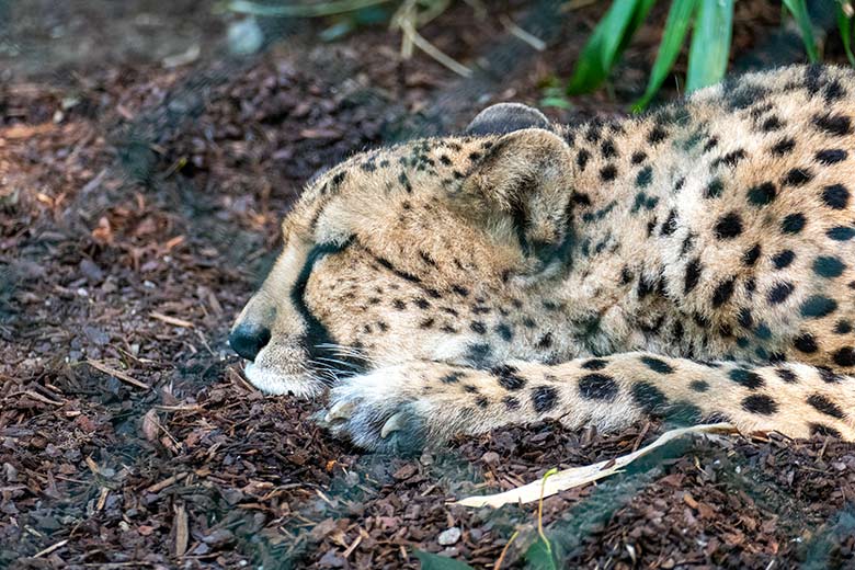 Ruhende Südafrikanische Gepardin am 24. August 2021 direkt hinter dem Zaun der Außenanlage im Grünen Zoo Wuppertal